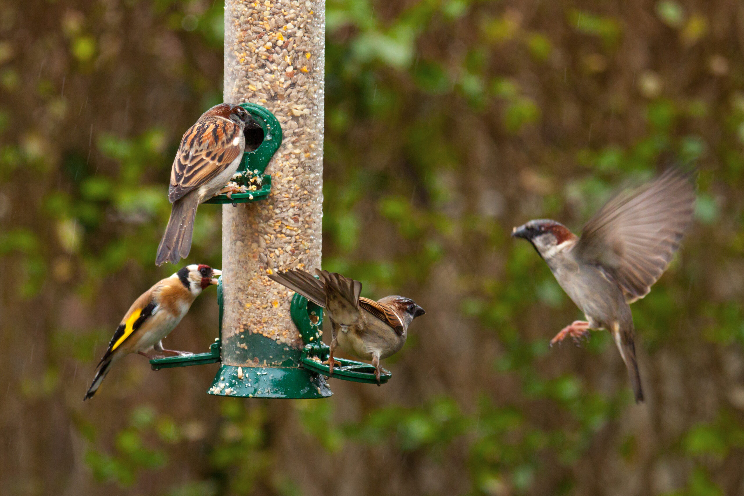 Déclaration de détention d’oiseaux dans le cadre d’un foyer d’Influenza aviaire