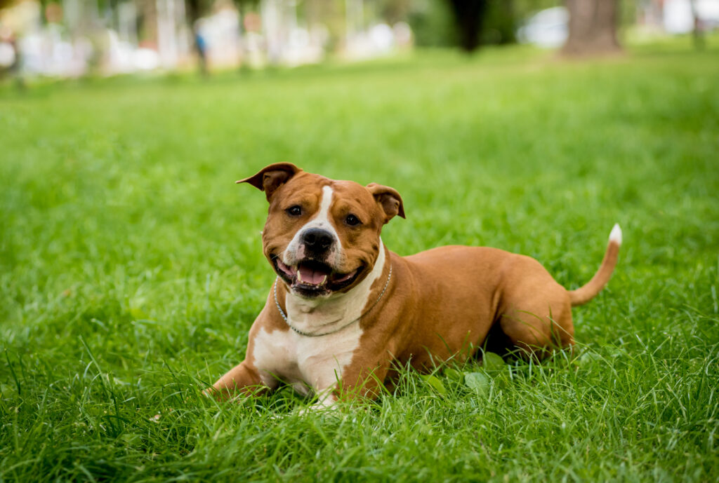 Portrait of cute american staffordshire terrier at the park.