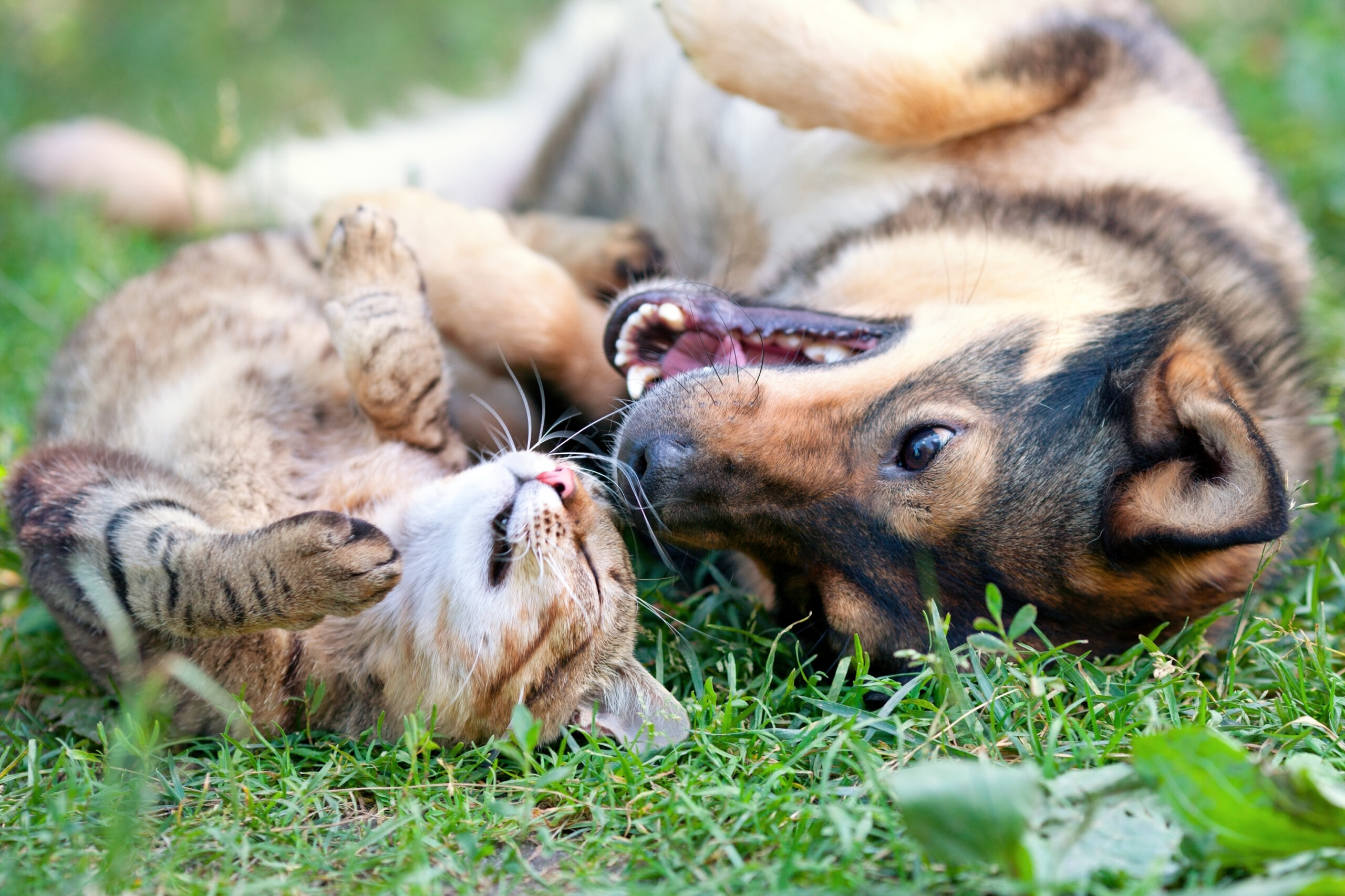 Démarches relatives à la détention d’animaux