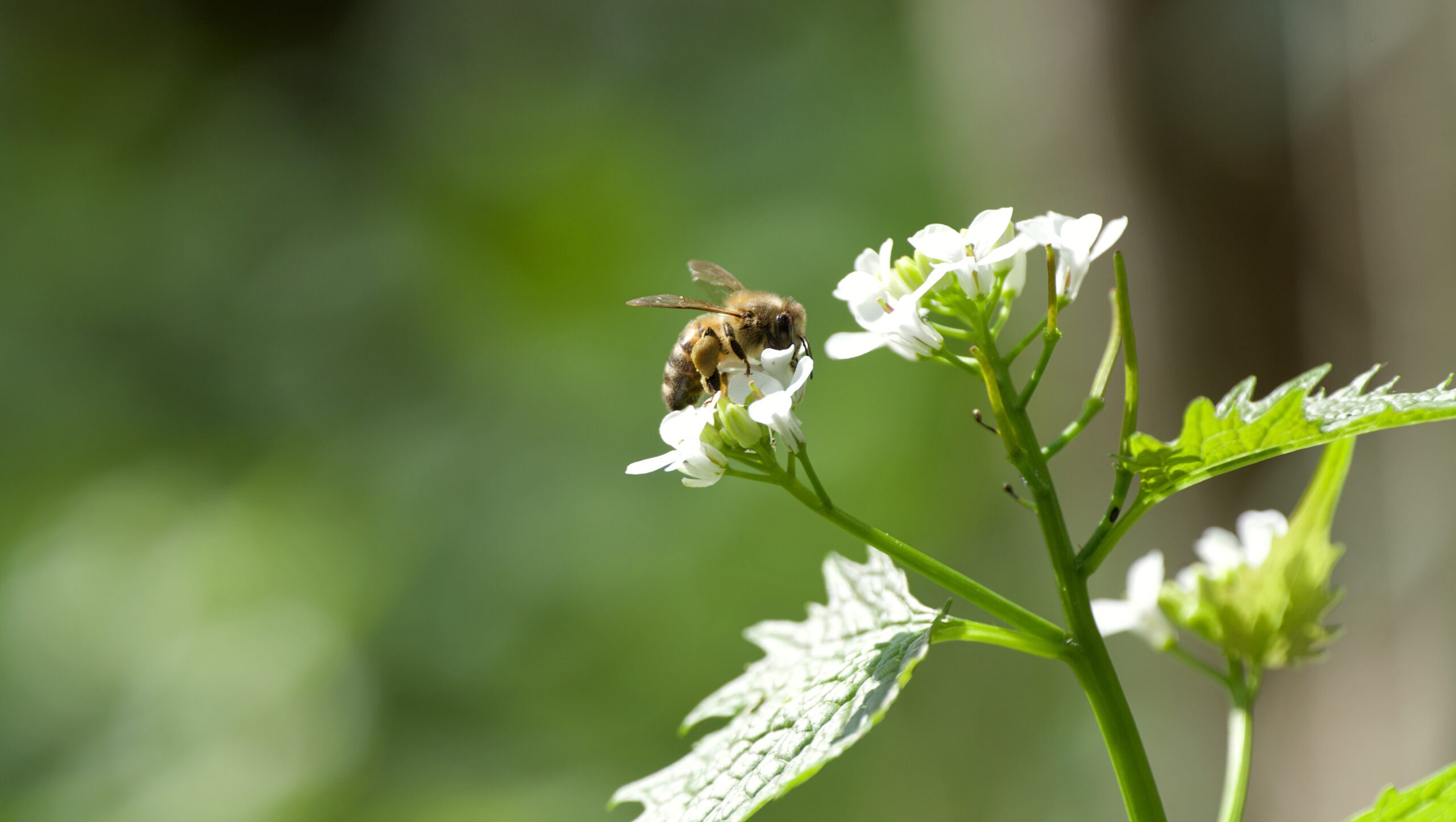 Biodiversité