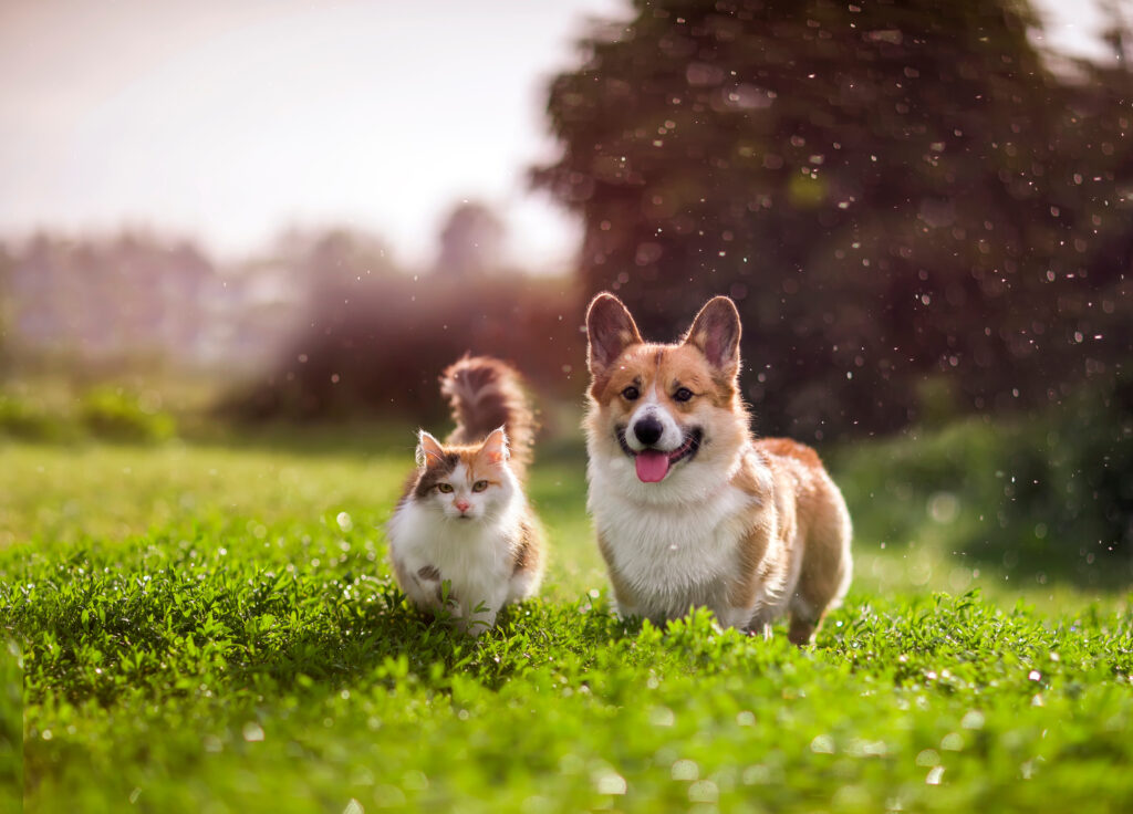 furry friends red cat and corgi dog walking in a summer meadow u