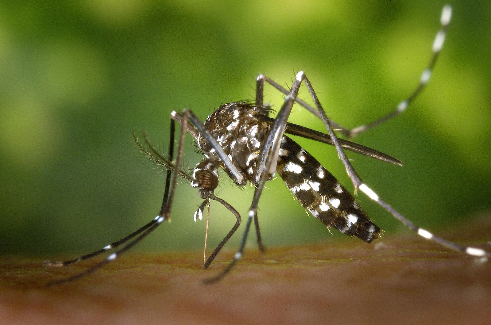 Lutter contre les espèces nuisibles