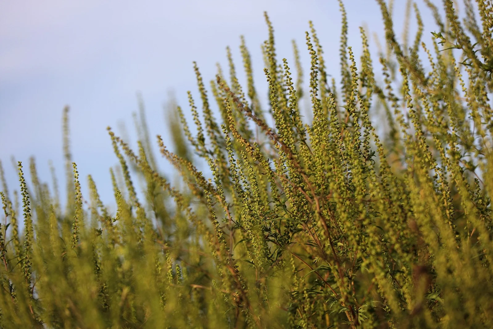 Lutter contre les plantes invasives